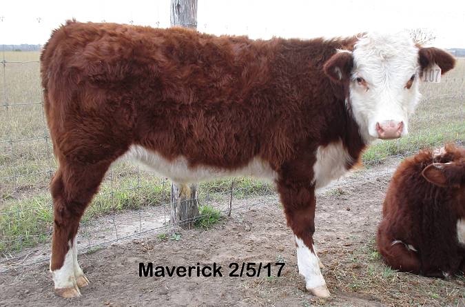 Maverick 02/2017